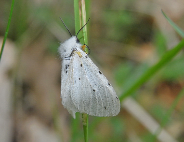 Spilosoma sp? - No, Diaphora mendica